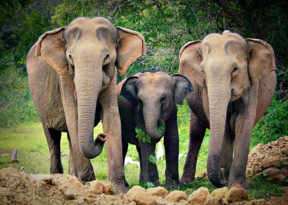 Yala National Park